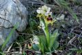 Ophrys tenthredinifera subsp. neglecta